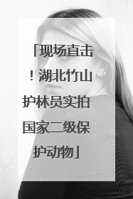 现场直击！湖北竹山护林员实拍国家二级保护动物
