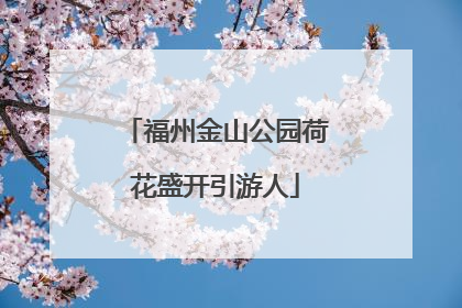 福州金山公园荷花盛开引游人