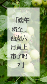 端午将至，西湖六月黄上市了吗？