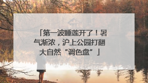 第一波睡莲开了！暑气渐浓，沪上公园打翻大自然“调色盘”