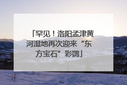 罕见！洛阳孟津黄河湿地再次迎来“东方宝石”彩鹮