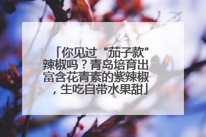 你见过“茄子款”辣椒吗？青岛培育出富含花青素的紫辣椒，生吃自带水果甜