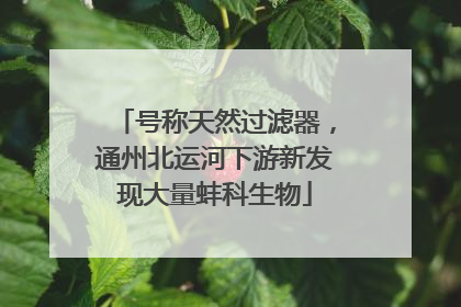 号称天然过滤器，通州北运河下游新发现大量蚌科生物