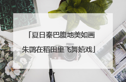 夏日秦巴腹地美如画 朱鹮在稻田里飞舞嬉戏
