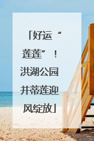 好运“莲莲”！洪湖公园并蒂莲迎风绽放