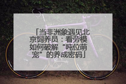 当非洲象遇见北京饲养员：看劳模如何破解“吨位萌宠”的养成密码