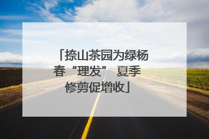 捺山茶园为绿杨春“理发” 夏季修剪促增收