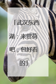 武汉东西湖：来赏荷吧，包好看的