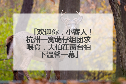 欢迎你，小客人！杭州一窝萌仔组团求喂食，大伯在窗台拍下温馨一幕