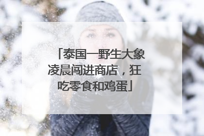 泰国一野生大象凌晨闯进商店，狂吃零食和鸡蛋