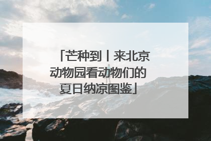 芒种到丨来北京动物园看动物们的夏日纳凉图鉴