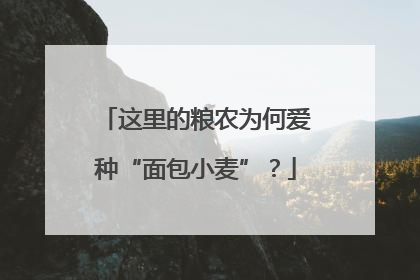 这里的粮农为何爱种“面包小麦”？