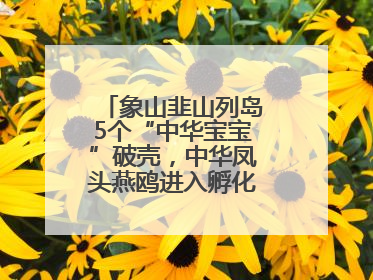 象山韭山列岛5个“中华宝宝”破壳，中华凤头燕鸥进入孵化育儿关键期