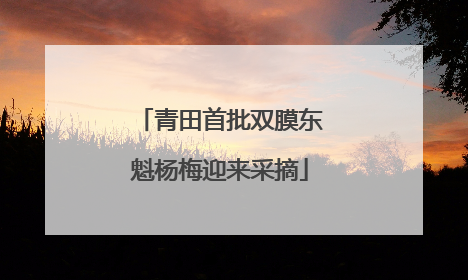 青田首批双膜东魁杨梅迎来采摘