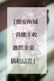 雅安雨城：黄桃丰收 邀您来采摘和品尝