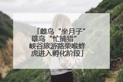 雌鸟“坐月子”雄鸟“忙捕猎” 峡谷旅游路栗喉蜂虎进入孵化阶段