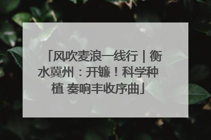 风吹麦浪一线行｜衡水冀州：开镰！科学种植 奏响丰收序曲